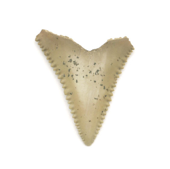 shark teeth. great white shark#39;s teeth